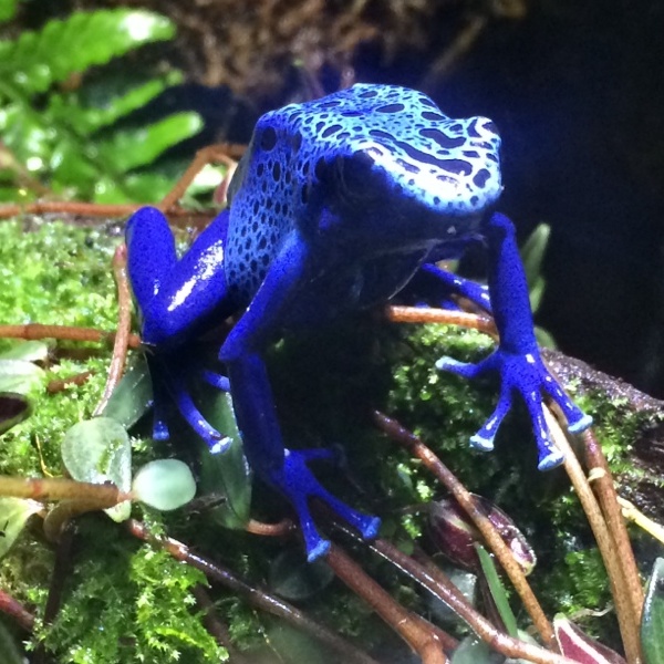 poisonous blue frog at the Boston Aquarium