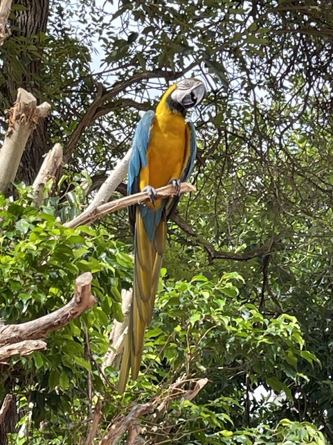 The resident macaw