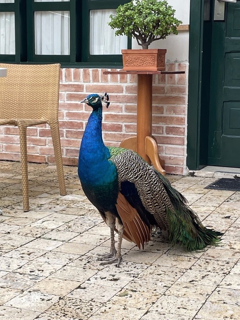 The resident peacock