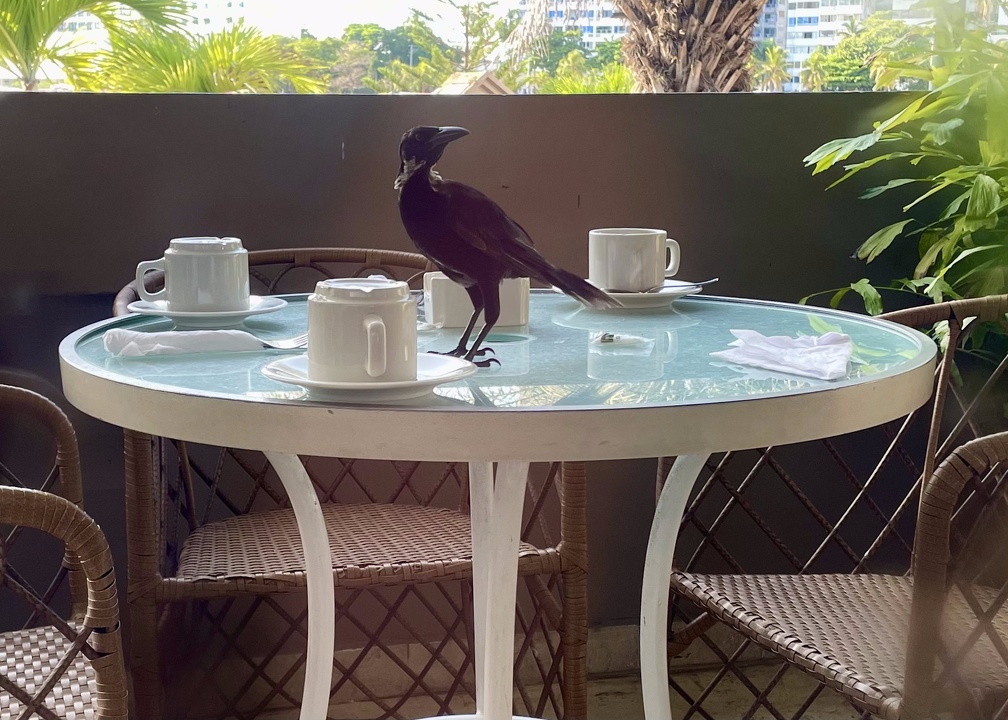 Bird cleaning breakfast tables at Hotel Caribe